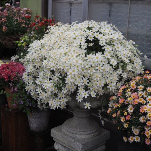 クレマチス 「カートマニージョー」 3.5号プラスチック鉢 苗 花 植物