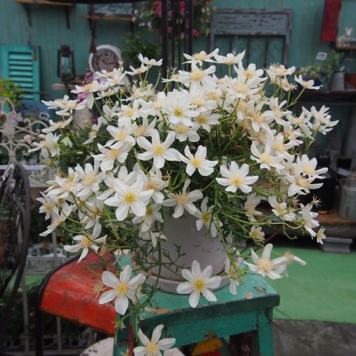 クレマチス 「カートマニージョー」 3.5号プラスチック鉢 苗 花 植物