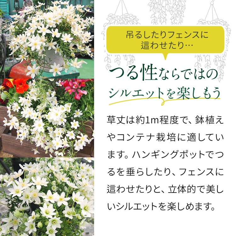 クレマチス 「カートマニージョー」 3.5号プラスチック鉢 苗 花 植物