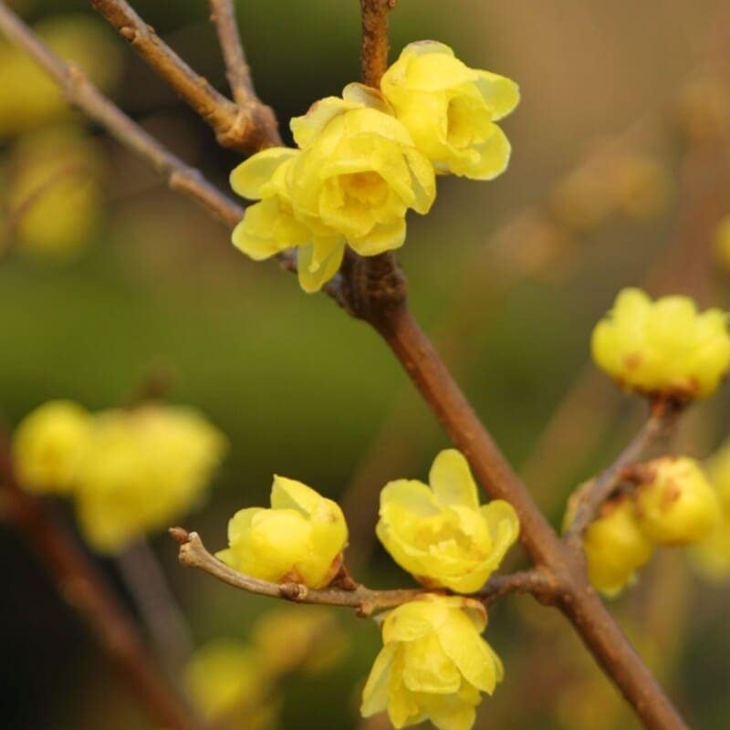 ロウバイ 「満月ロウバイ」 12cmポット苗