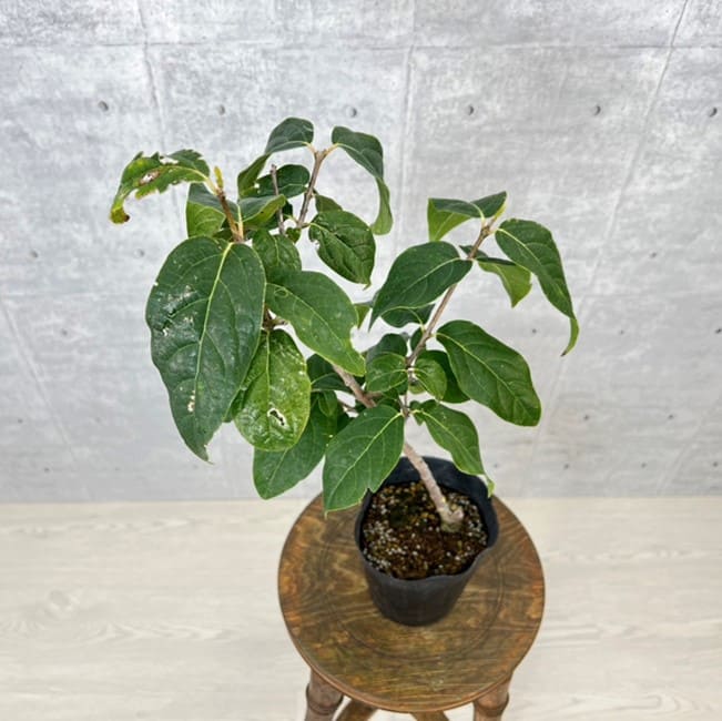 満月ロウバイ　蝋梅　苗木 ロウバイ 苗 苗木 満月ロウバイ 1株 / ロウバイ苗 ロウバイの苗 蝋梅苗