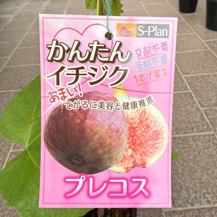 イチジク 「プレコス」 4号ポット 通販 greenery