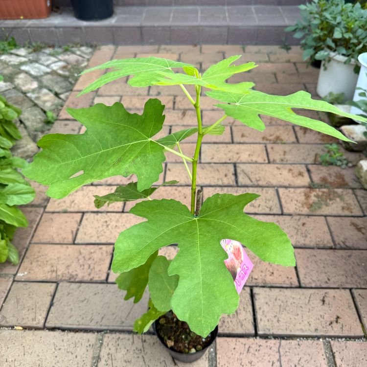 イチジク 「プレコス」 4号ポット 通販 greenery