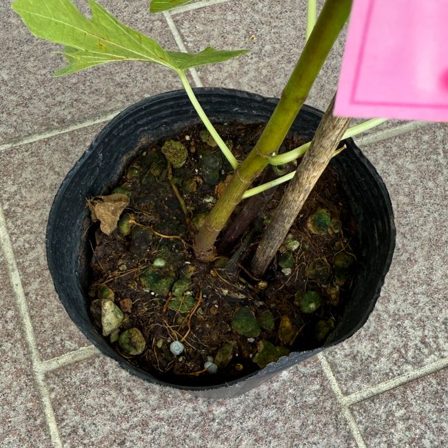 イチジク 「プレコス」 4号ポット 通販 greenery