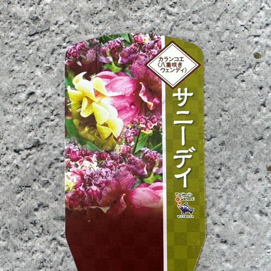 カランコエ（八重咲ウェンディ） 「サニーデイ」 3号深ポット苗 花苗