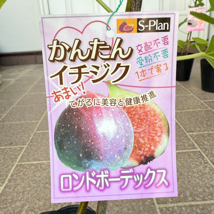 イチジク 「ロンドボーデックス」 4号ポット 通販 greenery