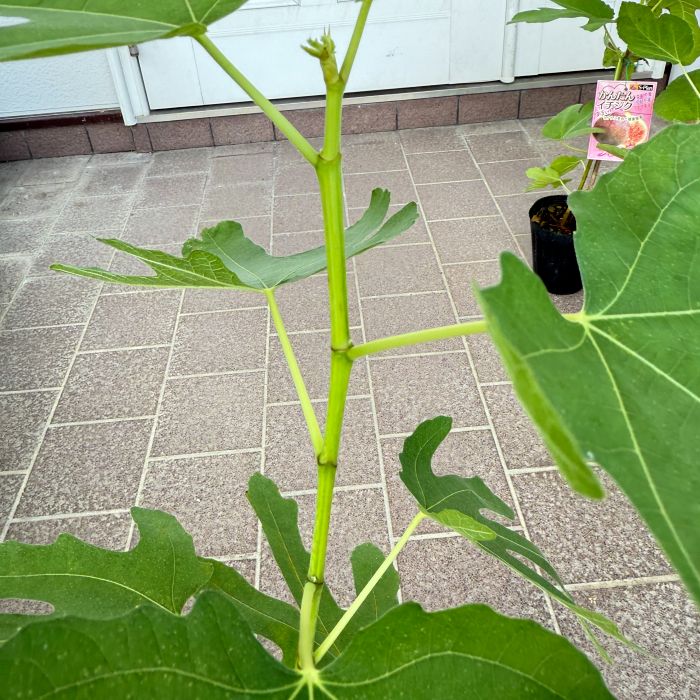 イチジク 「ロンドボーデックス」 4号ポット 通販 greenery