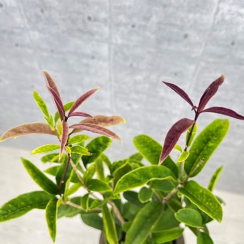 四季咲きキンモクセイ 5号ポット苗 庭木 苗木 通販 greenery