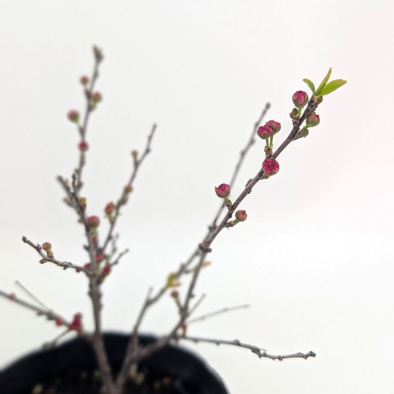 庭桜（にわざくら）10.5cmポット苗 2個セット サクラ 花木苗