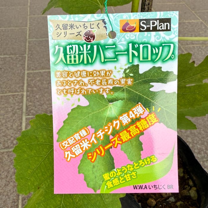 要お問い合わせ【久留米ハニードロップ】糖度ご高くとても美味しい人気品種のいちじく 要お問い合わせ【久留米ハニードロップ】糖度ご高くとても美味しい人気