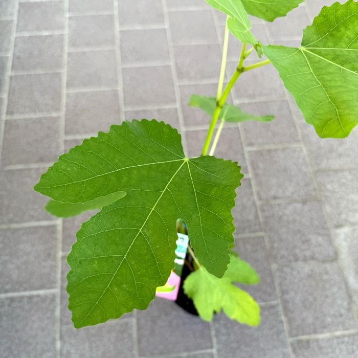 イチジク 「久留米ハニードロップ」 4号ポット 通販 greenery