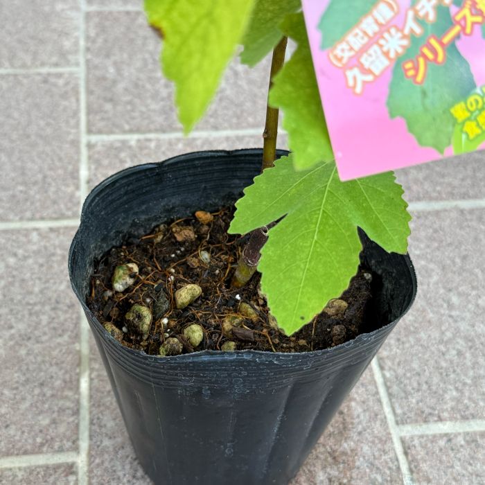 イチジク 「久留米ハニードロップ」 4号ポット 通販 greenery