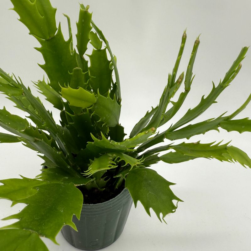 シャコバサボテン デンマークカクタス 9cmポット 赤白 2色混植 苗 greenery