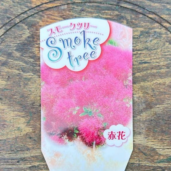 スモークツリー 赤花 4寸ポット苗 園芸 花木苗 通販 greenery
