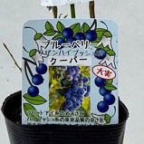 ブルーベリー<br>「クーパー」<br>5号ポット<br>【サザンハイブッシュ系】