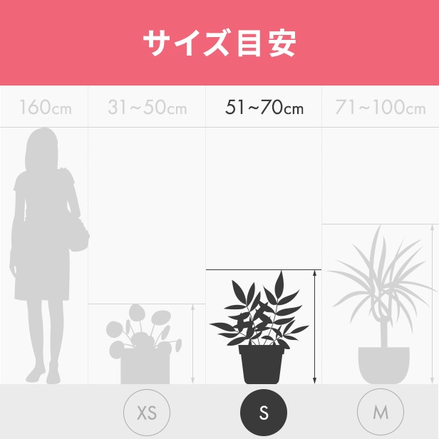 フィカス・ウンベラータ 4号ポット苗 ゴム 観葉植物 通販 greenery