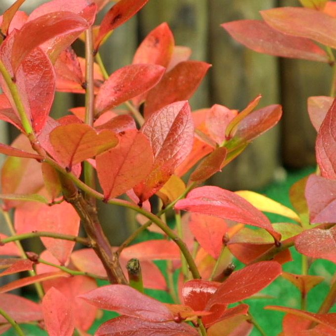 ブルーベリー<br>「ビロキシー」<br>5号ポット<br>【サザンハイブッシュ系】