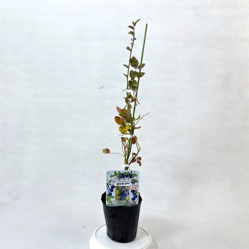 ブルーベリー<br>「ビロキシー」<br>5号ポット<br>【サザンハイブッシュ系】