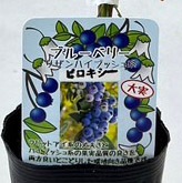 ブルーベリー<br>「ビロキシー」<br>5号ポット<br>【サザンハイブッシュ系】