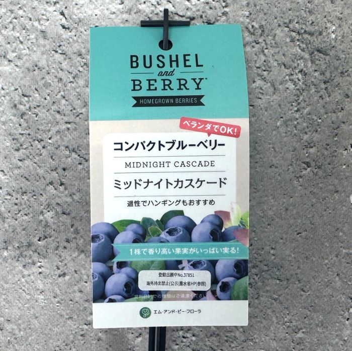 ブルーベリー ブッシェル・アンド・ベリー 「ミッドナイトカスケード