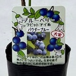 ブルーベリー<br>「パウダーブルー」<br>5号ポット<br>【ラビットアイ系】