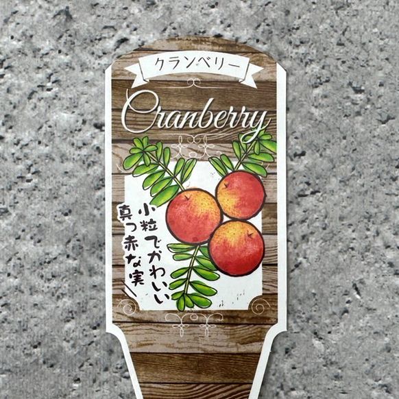 クランベリー 4号鉢 果樹 苗 苗木 鉢苗 通販 greenery