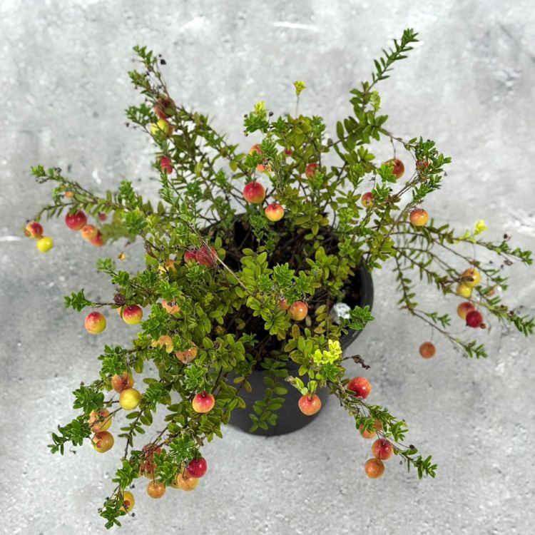 クランベリー 4号鉢 果樹 苗 苗木 鉢苗 通販 greenery