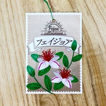 フェイジョア 5号鉢植え 実生苗 果樹 苗 園芸 花 通販 greenery