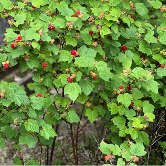 ラズベリー 「レッドドリーム」 10.5cmポット苗 園芸 果樹 苗木 ベリー 通販 greenery