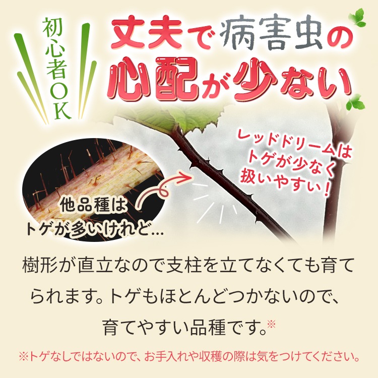 ラズベリー 「レッドドリーム」 10.5cmポット苗 園芸 果樹 苗木 ベリー