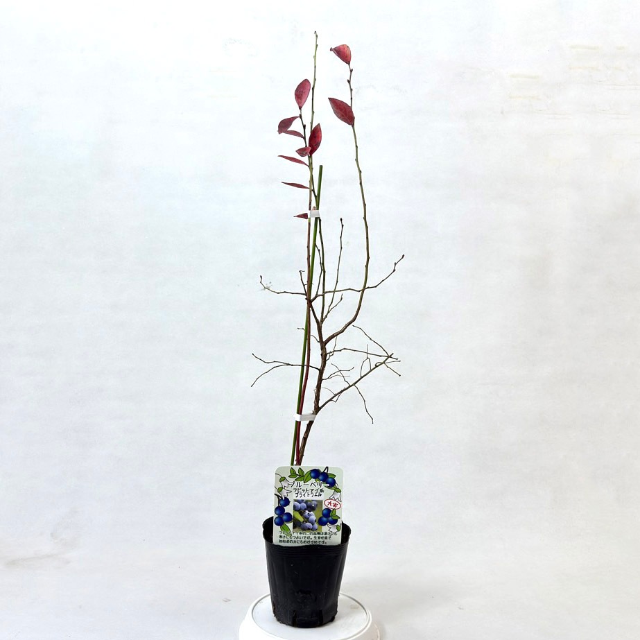 ブルーベリー 「ブライトウェル」ラビットアイ 果樹 苗 苗木 通販 greenery