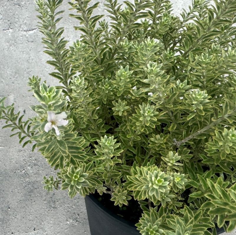 ウエストリンギア スモーキーホワイト 5号鉢 オージープランツ カラー