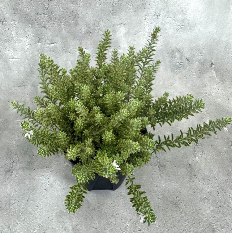 ウエストリンギア　スモーキーホワイトⅠ 大株　オージープランツ オージープランツ ウエストリンギア スモーキーホワイト 30cm鉢植え