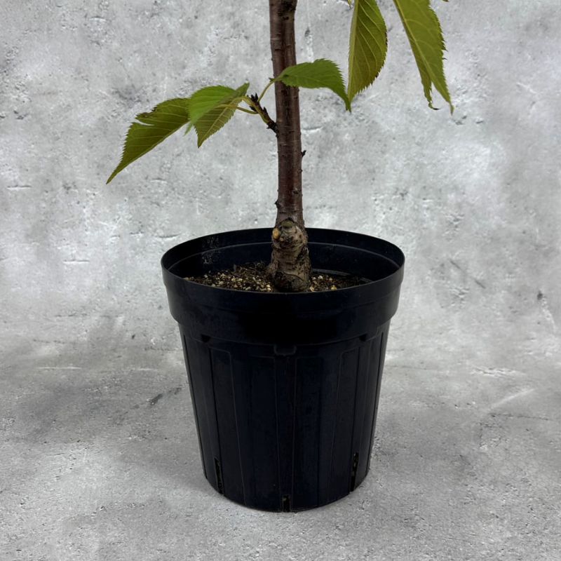 一才桜 旭山 イッサイザクラ アサヒヤマザクラ 17cmスリット鉢 苗 苗木