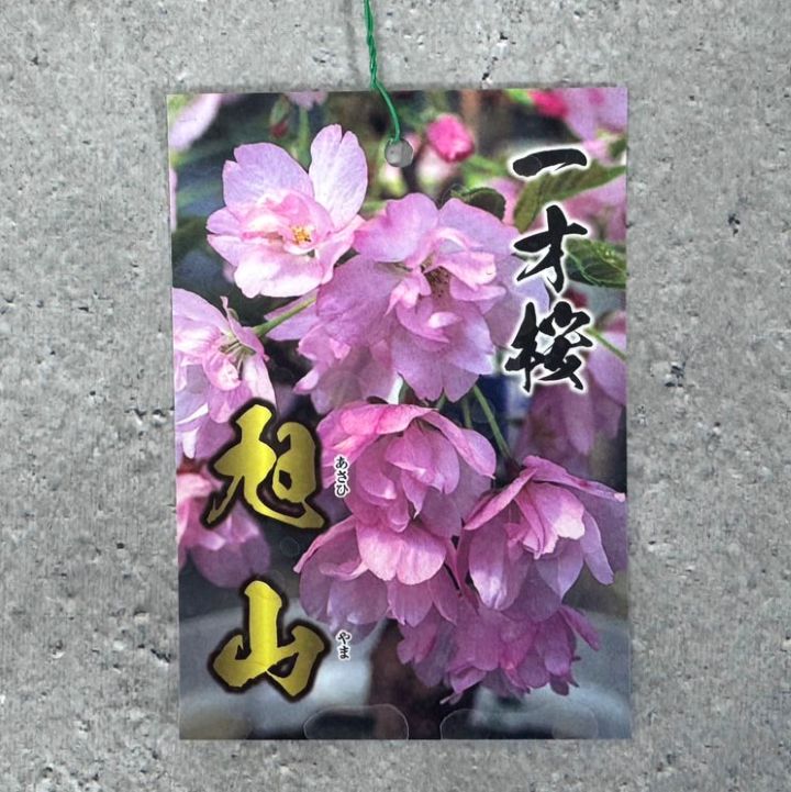 一才桜 旭山 イッサイザクラ アサヒヤマザクラ 17cmスリット鉢 苗 苗木