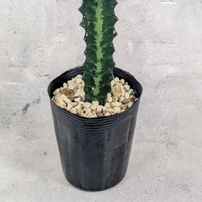 ユーフォルビア プラティクラダ 接木 3.5号ポット 多肉植物 通販 greenery