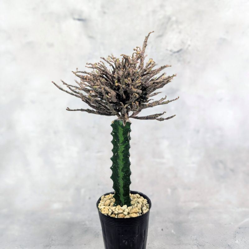 ユーフォルビア プラティクラダ 接木 3.5号ポット 多肉植物 通販 greenery