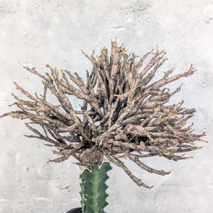 ユーフォルビア プラティクラダ 接木 3.5号ポット 多肉植物 通販 greenery