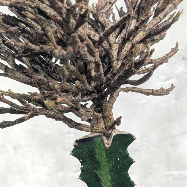 ユーフォルビア プラティクラダ 接木 3.5号ポット 多肉植物 通販 greenery