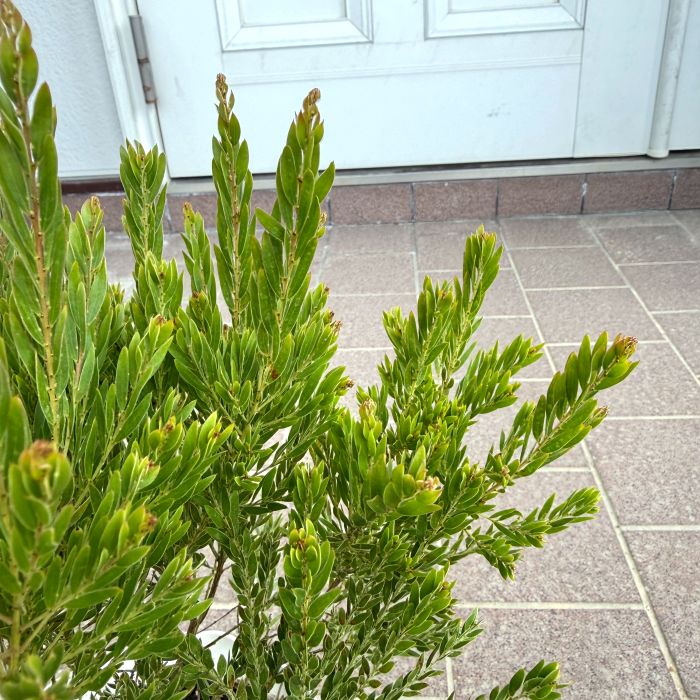 アカシア 「テレサ」 5号硬質鉢 花 苗 園芸 ガーデニング 通販 greenery