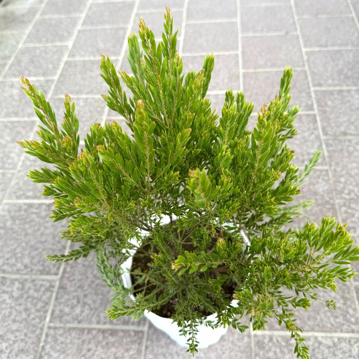 アカシア 「テレサ」 5号硬質鉢 花 苗 園芸 ガーデニング 通販 greenery