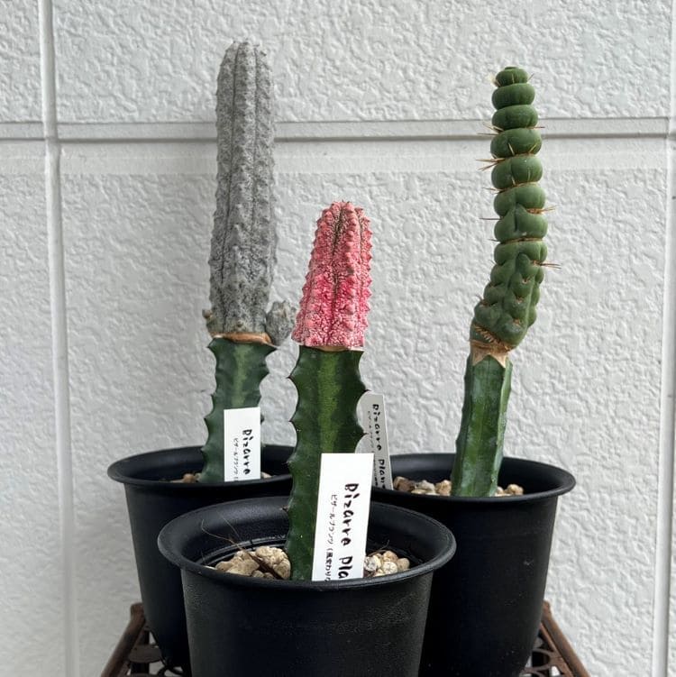 ユーフォルビア アブデルクリ（ピンク） 接木 3.5号ポット 園芸 通販