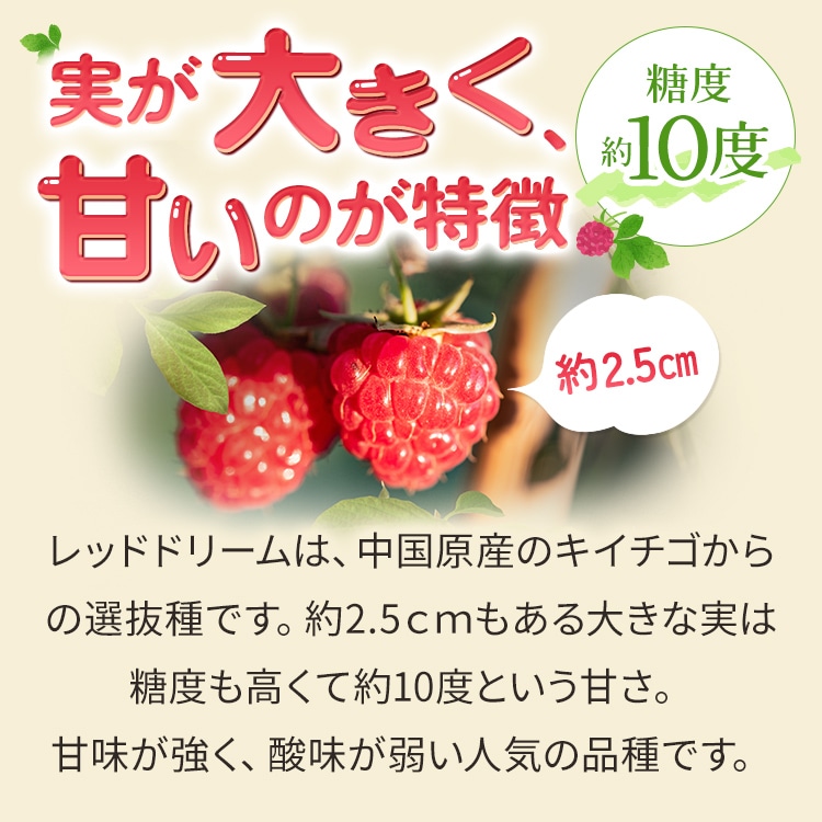 ラズベリー 「レッドドリーム」 7号スリット鉢 苗 園芸 果樹 苗木