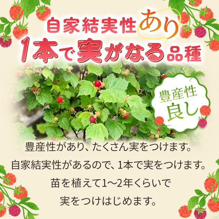 ラズベリー 「レッドドリーム」 7号スリット鉢 苗 園芸 果樹 苗木