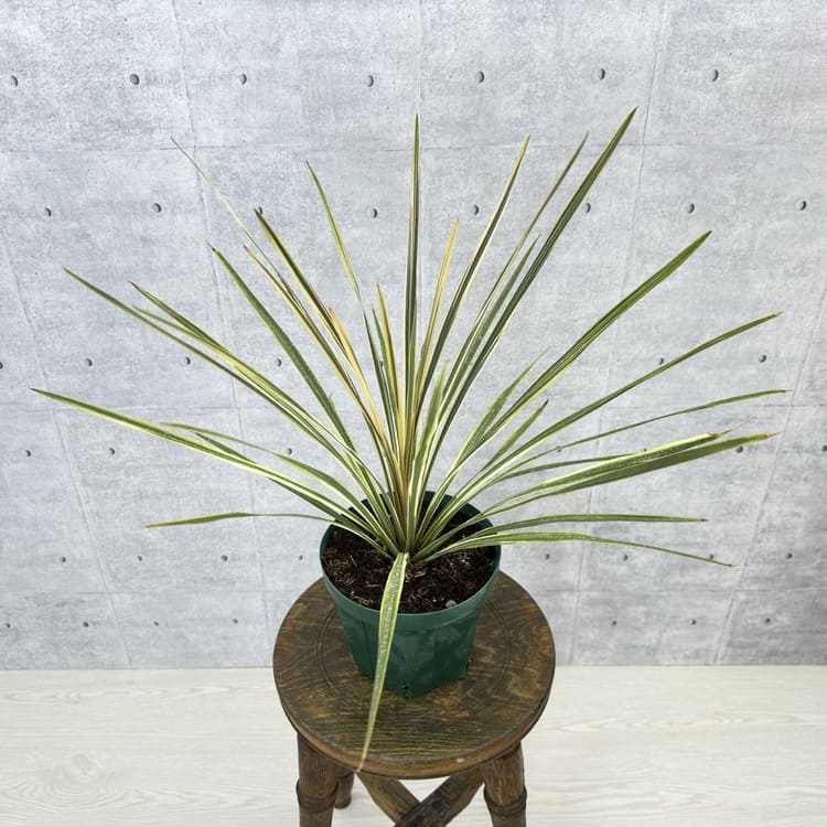 コルジリネ 「ダズラーディライト」 5号スリット鉢 観葉植物 通販 greenery