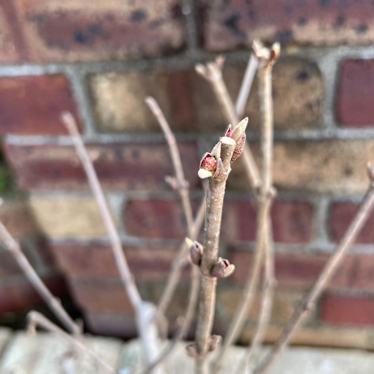 【オオデマリ】他の方はご購入御遠慮ください オオデマリ 大手毬 6号鉢植え 花 苗 園芸 ガーデニング 通販
