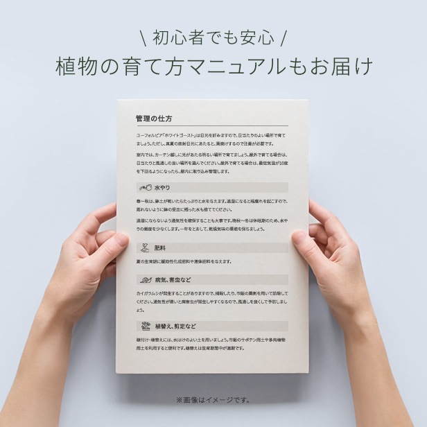 【オオデマリ】他の方はご購入御遠慮ください オオデマリ 大手毬 6号鉢植え 花 苗 園芸 ガーデニング 通販