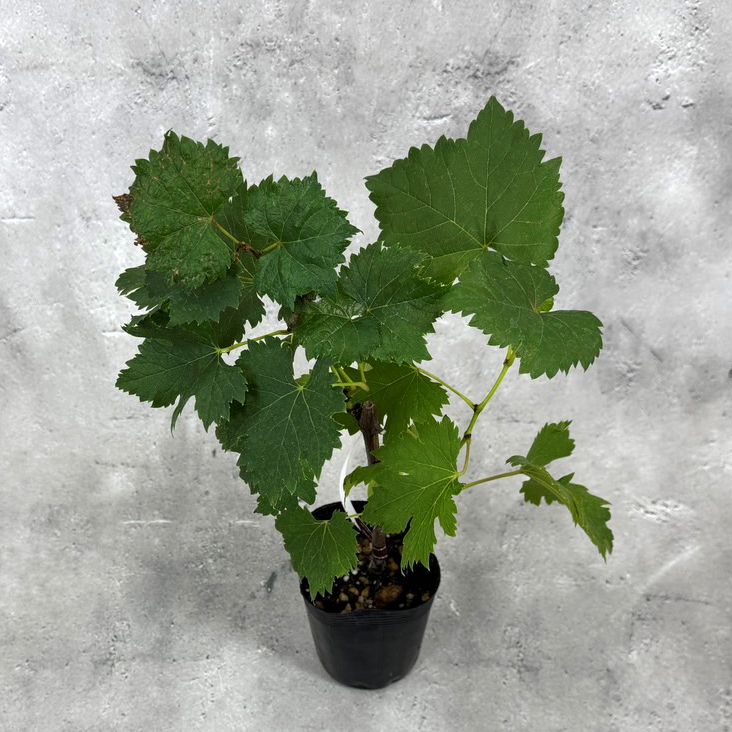 ぶどう 「高妻」 タカツマ 挿木苗 3.5号 ブドウ 葡萄 苗 園芸 果樹