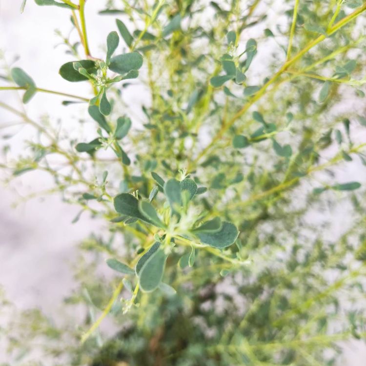 ユーカリ グニー フランスブルーレンガン 6号 観葉植物 greenery