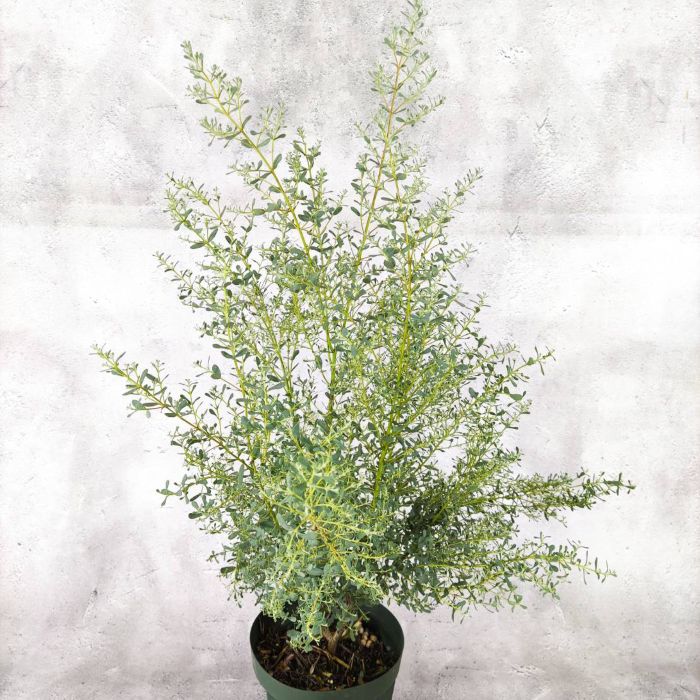 ユーカリ　フランスブルーレンガン/ 486 ユーカリ フランスブルーレンガン/ 486